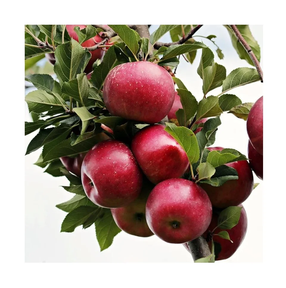 Wholesale Cheap Price Best Quality Fresh Liberty Apples For Sale Worldwide Exports