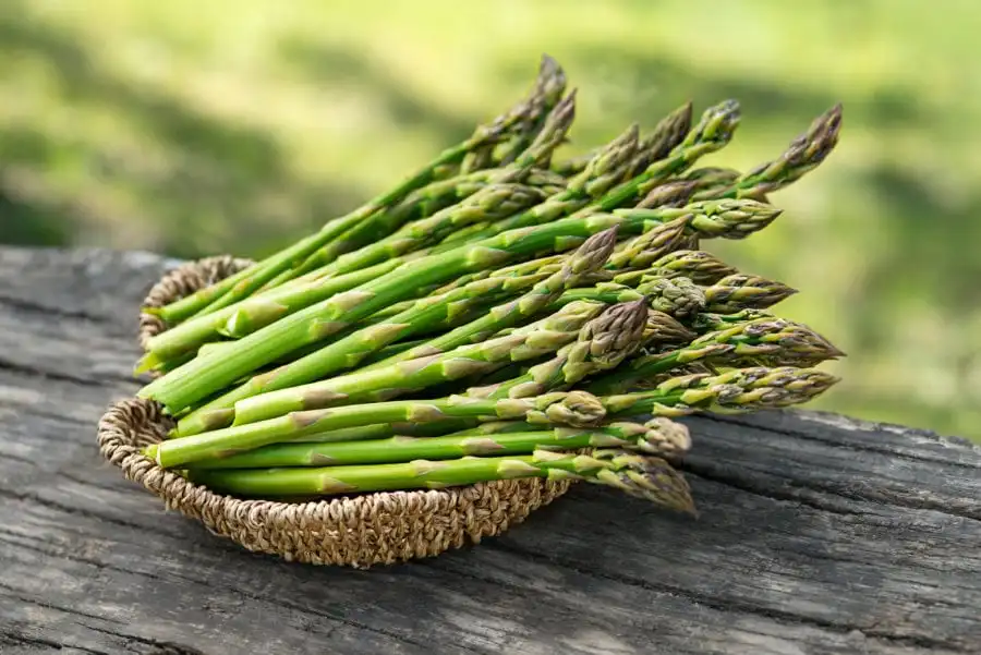 BEST SALE !!! FRESH ASPARAGUS WITH HIGH STANDARD EXPORT  AND COMPETITIVE PRICE FROM VIETNAM 2023