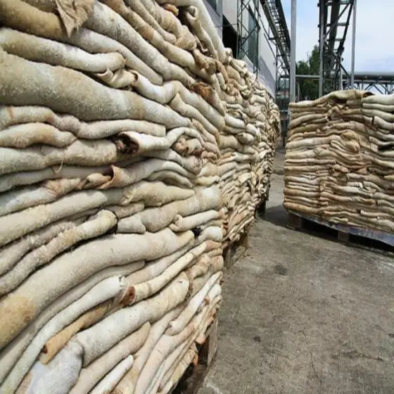 Raw Wet Salted Cattle Hides | Cow Skins /buffalo Horns