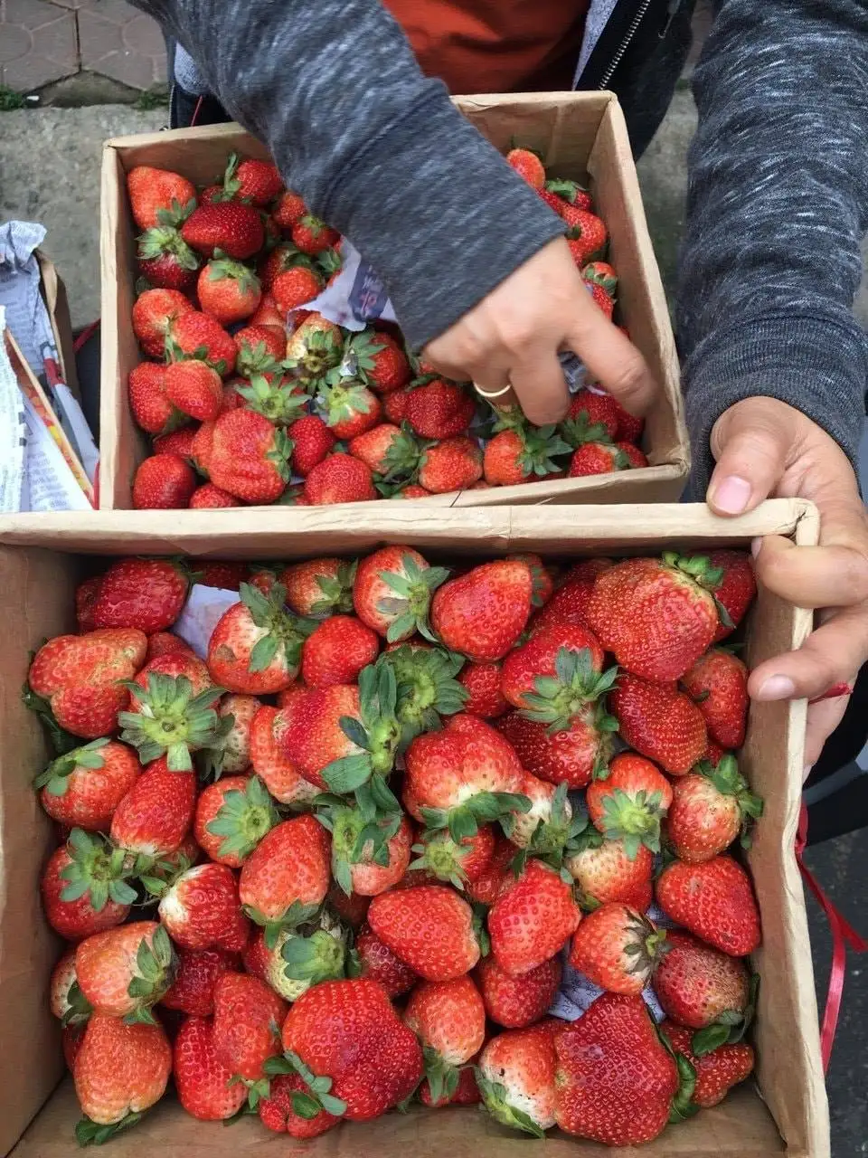 High Quality Juicy Texture Fully Ripe Dessert Sweet Fresh Strawberry Export New Crop Price For Fresh