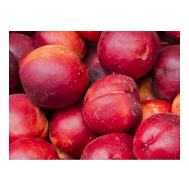 Wholesale Supplier of Natural Quality Fresh Fruits Plums Bulk Quantity Ready For Export