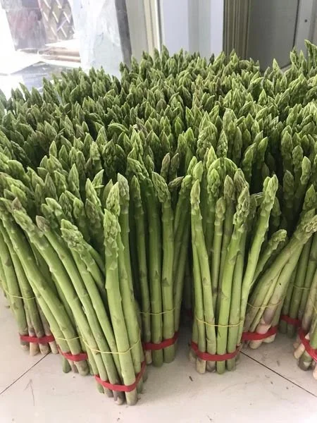 100% FRESH ASPARAGUS SUPER HIGH STANDARD WITH COMPETITIVE PRICE FROM VIETNAM 2023