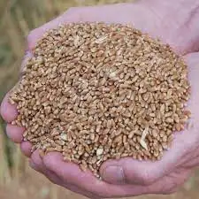 Top Deal on Best Selling Soybean Meal Type Hominy Feed from Experience Supplier 100% Natural Fresh Maize Flour Sweet Hominy