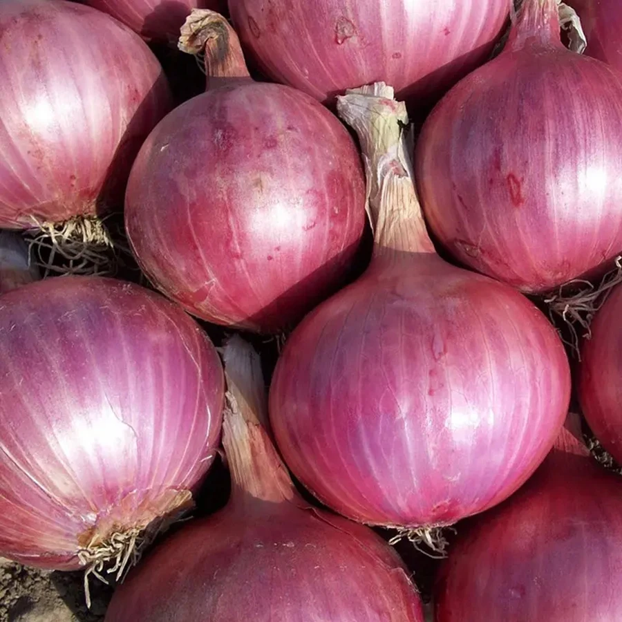 New Crop Red Yellow Onion fresh Vegetables fresh onion wholesale sale fresh onions