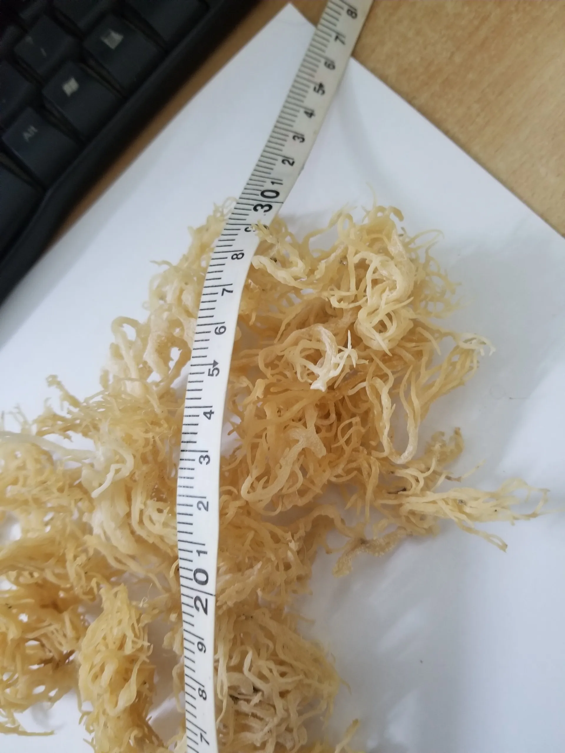 HIGH QUALITY Wild Crafted Dried Spicy Seaweeds Anna