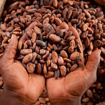 wholesale Natural Cocoa Beans From Ivory Coast, Cocoa Beans (1600530642593)