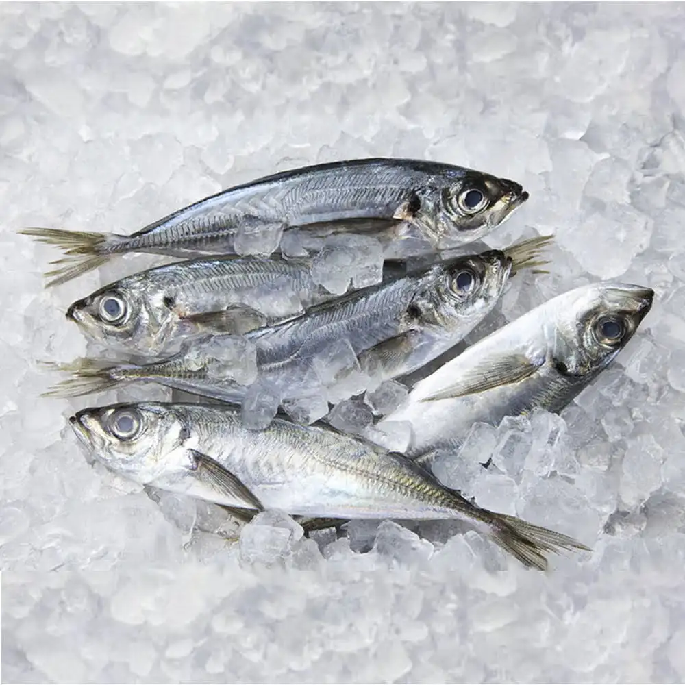 Korean wholesale supplier frozen 100% mackerel Frozen Mackerel (FROZEN ATLANTIC MACKEREL-OPEN CUT) 10kg