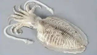 Altawakal Frozen Foods Hot Selling Frozen Cuttlefish Delicious Nutritious Top Quality For Export from Pakistan