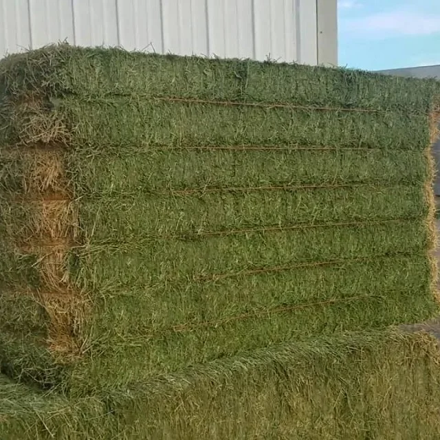Animal Feed at wholesale price Alfalfa Hay Special Prices ONLY for Gulf Region and Arab Countries Good Prices Top grade