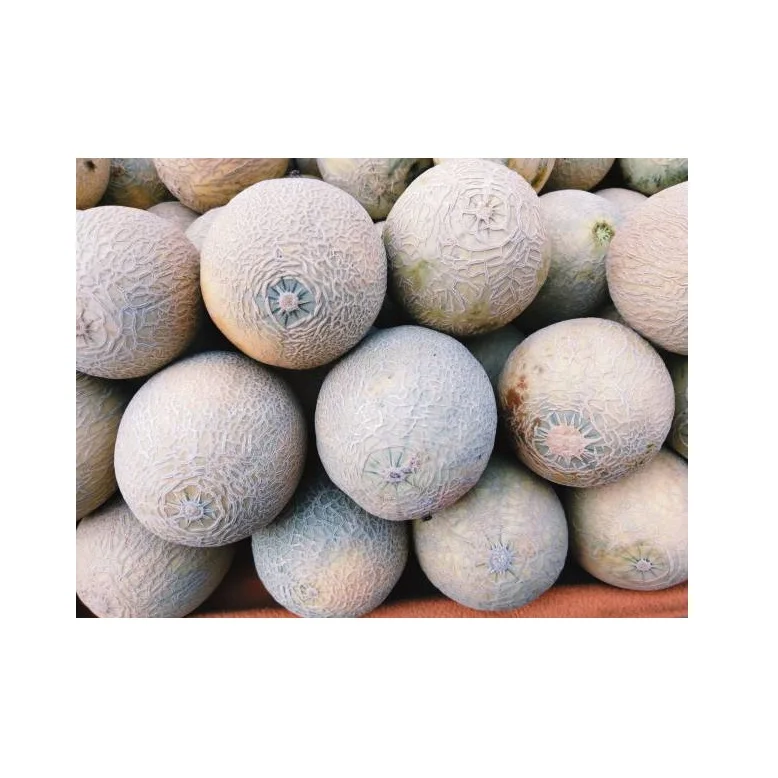 Best Quality Spanspek Single Fresh Melons Fruit Fresh Stock Bulk Wholesale Exports