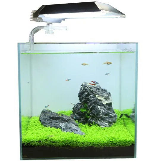 Factory Wholesale Hot Sale Decorative Aquascape Fish Tank Natural Aquatic Plant Seeds