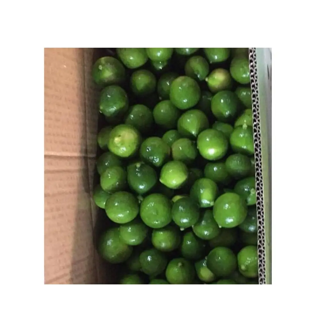 Fresh Green Citrus Fruit- Fresh Lemon In Vietnam From Farm Wholesale Fresh Lime
