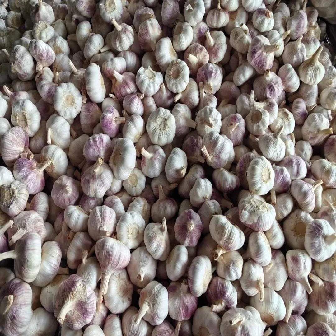 New Harvest Fresh Normal White Garlic Good Price