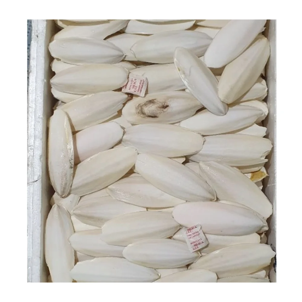 Top Reliable Supplier Provide Dried Cuttlefish Bone - High Quality White Bleached Cuttlefish Bone With Competitive Price 2024