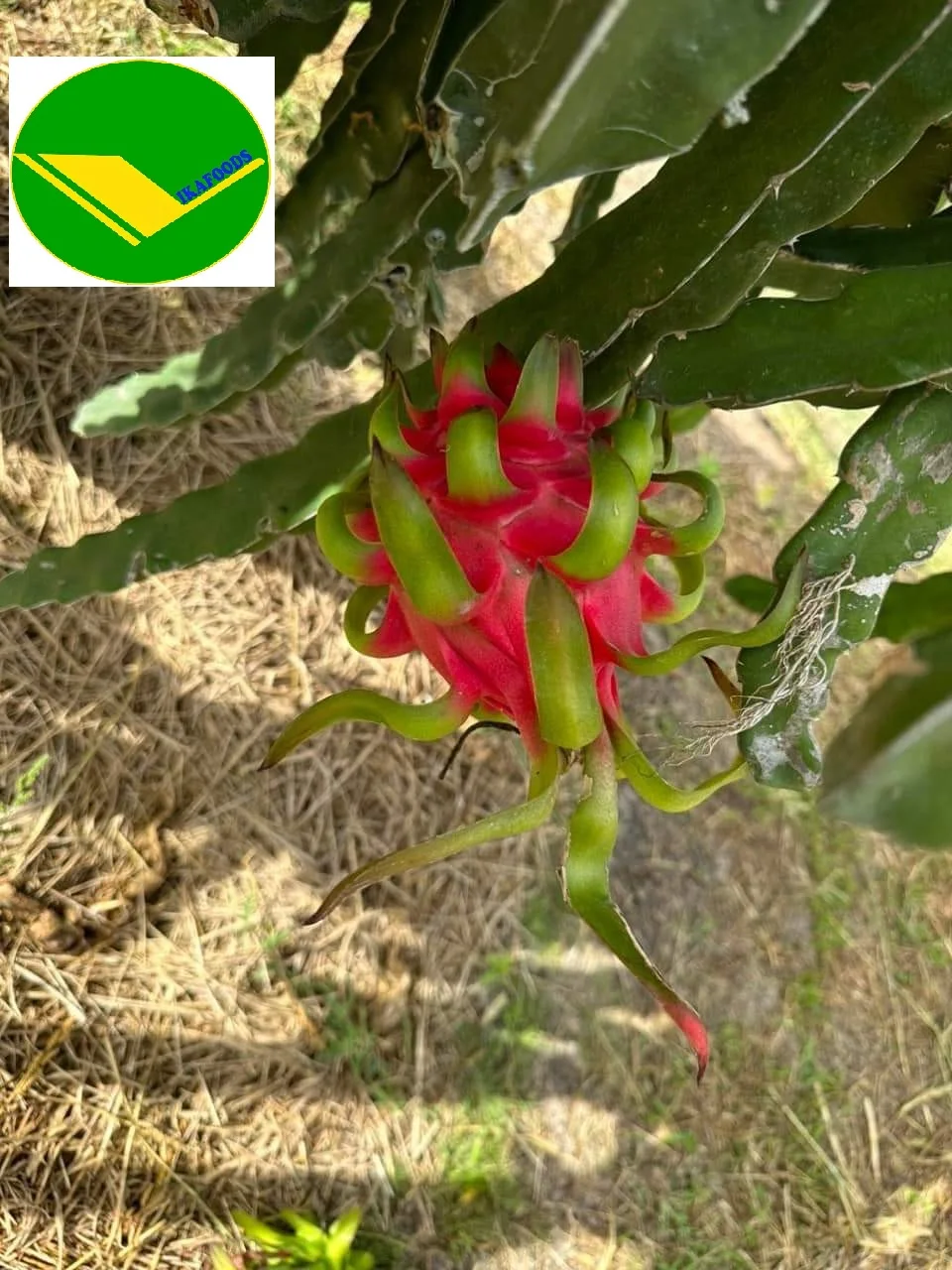 Fresh Dragon Fruit from Vietnamese Supplier Dragon fruit Vietnam with the Most Competitive Price (+84983028718)