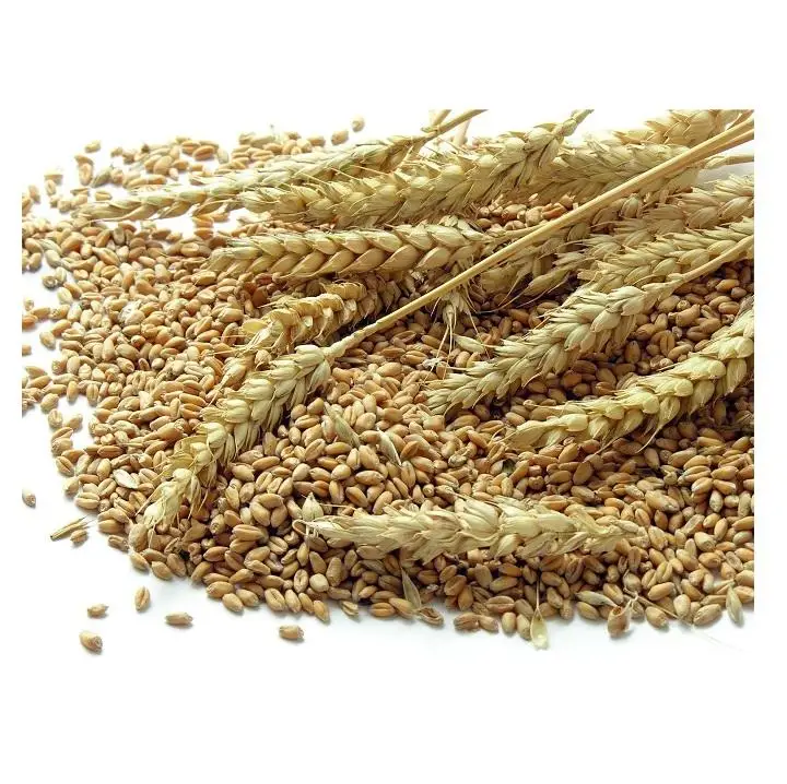 Best Price Barley Grains Premium Barley Seeds Buy Now In Stock Low Price Malted Barley Fast Delivery Wholesale Available