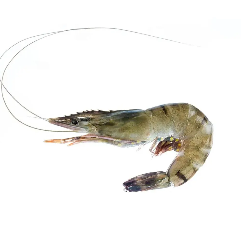 Wholesale Raw Tiger Prawn, Fresh Seafood High Quality Peeled Shrimp White Tiger Shrimp Low Price For Sale
