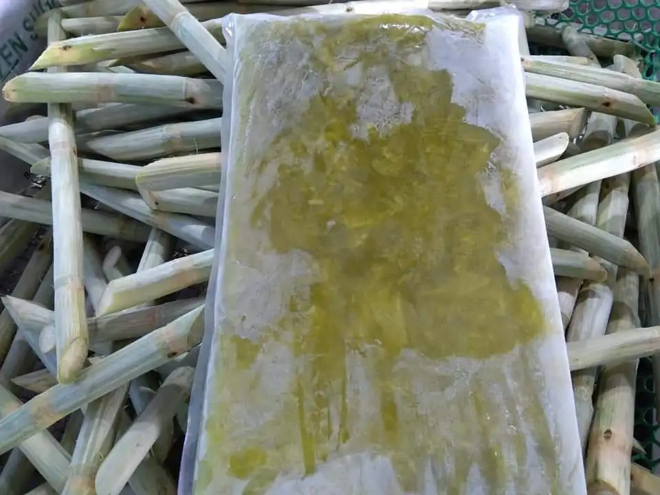 Premium Quality Sugar Cane Stick/ Frozen Sugar Cane Juice Origin in Vietnam with Competitive Price for Buyer
