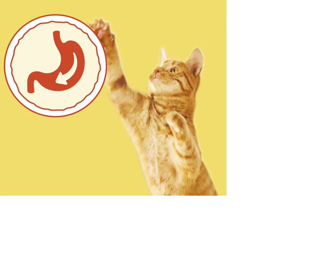 Adult Cat With a tasty Dry Food with Rabbit, Chicken and Vegetables 4Kg with selected quality ingredients