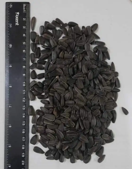 High quality Wholesale Sunflower Seed Fresh Sunflower Seeds 361 Non GMO Sunflower Seeds
