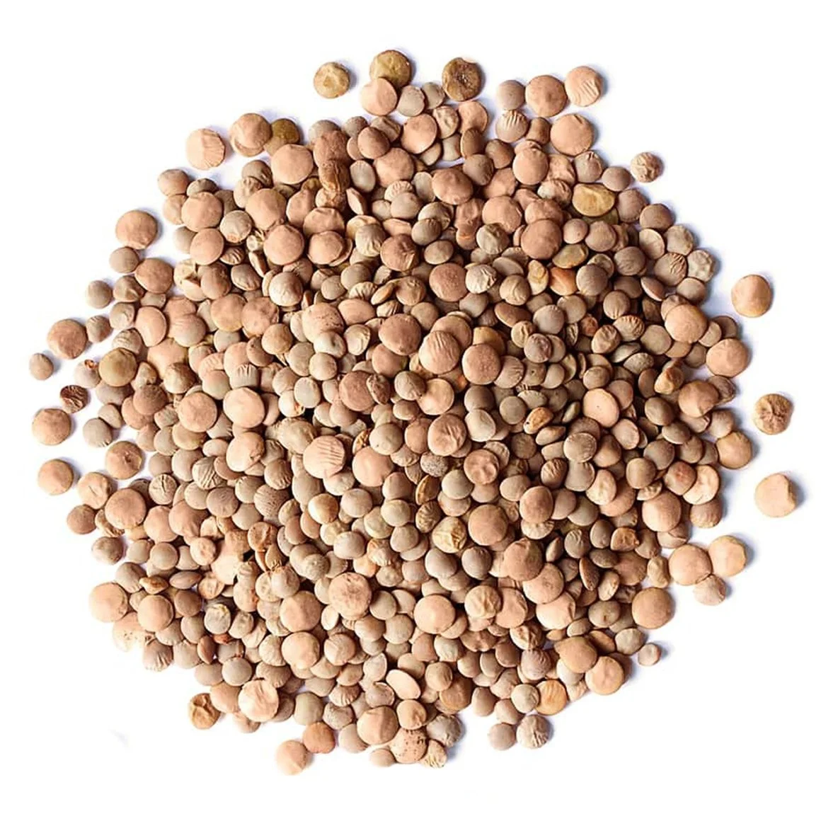 New Crops Red Lentil High Quality Organic Red Lentils in Bulk Max Gift OEM Style