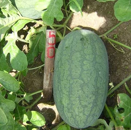 Export Quality Bulk Packaging COMMON Cultivation Type Refreshingly Sweet Fruity Taste Frozen IQF Watermelon Ms Sophie