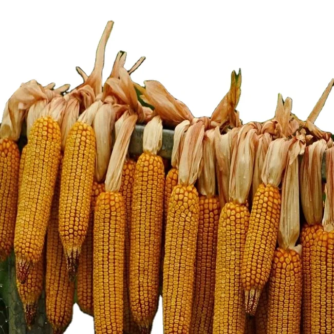 Non GMO Yellow Corn / Sweet Corn / Yellow Corn Maize for Sale in Bulk For Sale