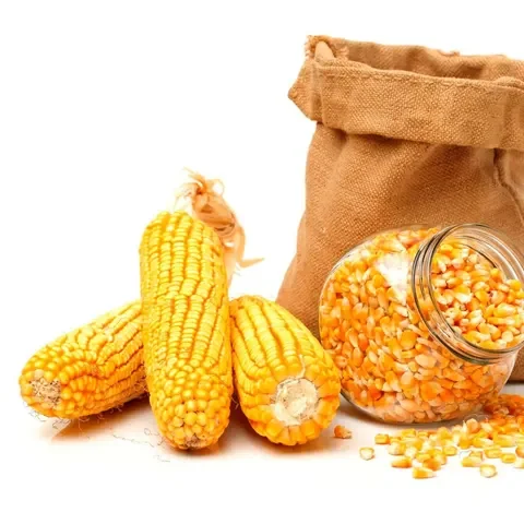 Ready Yellow Corn and White Corn/ Yellow Maize for Animal Feed