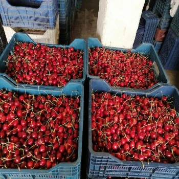 High grade non-GMO sweet cherry wholesale fresh fruits from South Africa new crop