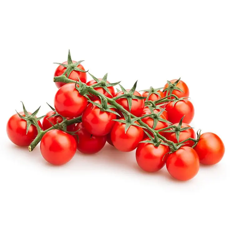 Fresh Beef Tomato, Cherry Tomato, Fresh Plum Tomatoes for Sale Hot selling Fresh Quality Tomato for Export Market