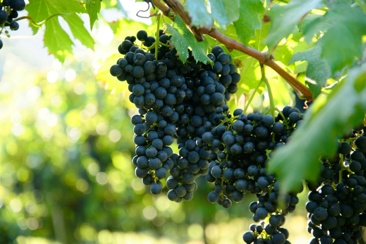 Manufacturer Of Fresh And Natural Green / Black Grapes Quality Assured Fresh Grapes Available At Wholesale Price