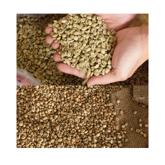 Aromatic Robusta Coffee Beans Vietnam Green Coffee Beans Made in Vietnam Bean ISO22000 2018 High Quality 18 Drink Premium Grade
