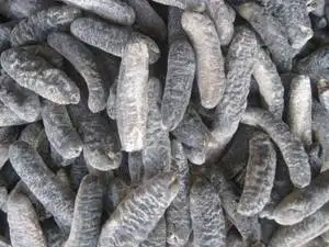 Sea Cucumber Pattallus Mollis From Peru