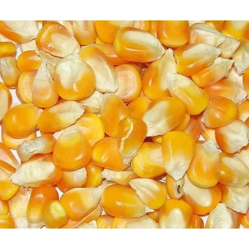 yellow maize.jpg
