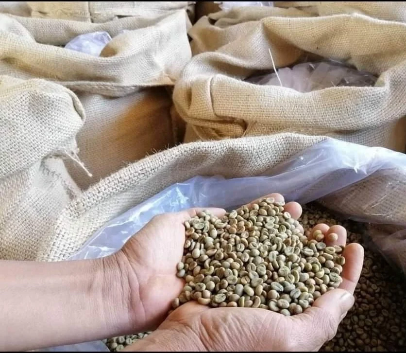 Недорогие зеленые кофейные зерна Robusta G2 столичного кофе в Gia Lai Vietnam обработка натурального сильного Горького нейтрального вкуса