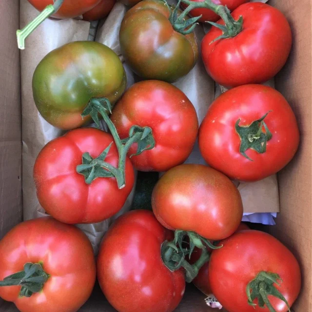 Fresh tomatoes organic Vietnam trading manufacturer Lam Dong land high quality vitamin export standard Vegetable