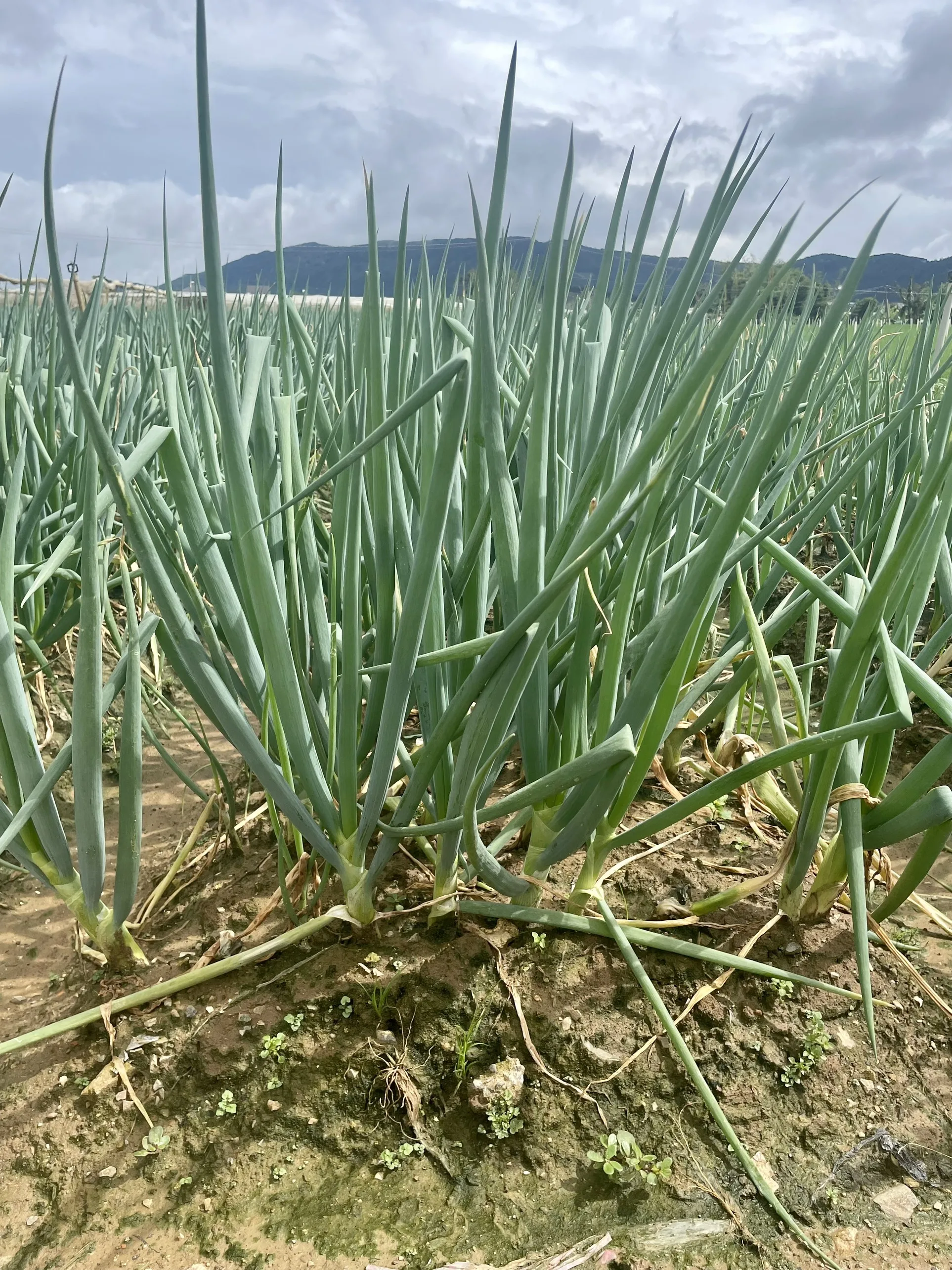 Vietnamese Paro Onion Good For Healthy Export Food Organic Farm Packaging Made In Vietnam Trading