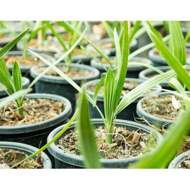 Palm Phoenix Development Low Maintenance For Shopping Mall Hotel Ready To Ship Tissue Culture Date Seedlings For Planting