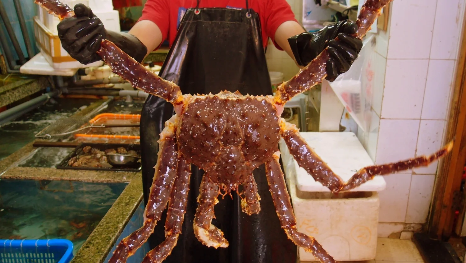 giant+crab.jpg