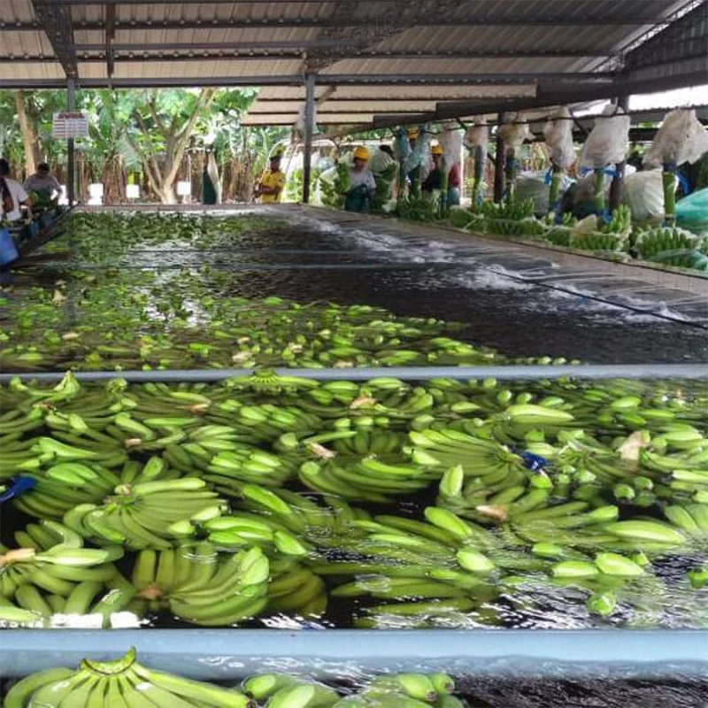 Wholesale Prices Farming Products Export Premium Natural Fresh Fruit Cavendish Ecuador Banana For Sale