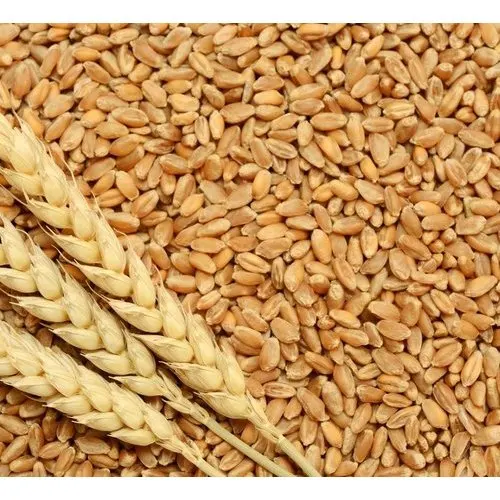 High quality wheat grain in bulk, wheat grain