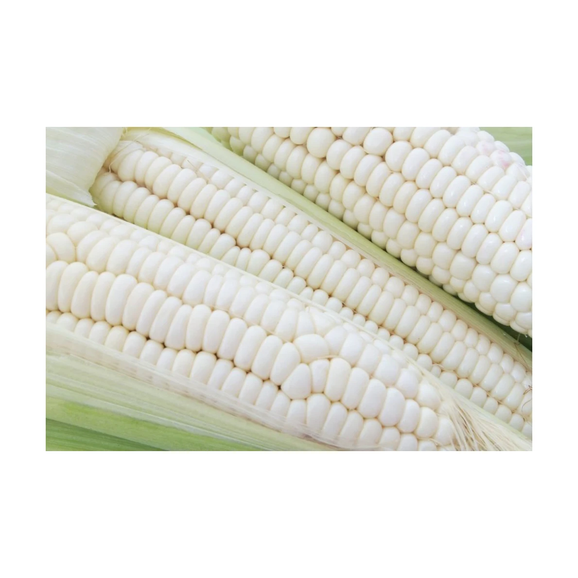 Сушеная белая кукуруза, пригодная для потребления человеком и животных