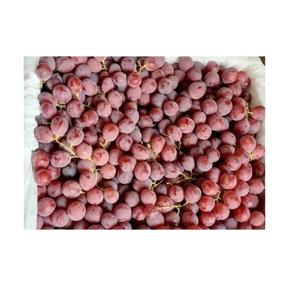 Оптовая продажа, Лучшая цена от поставщика, свежий красный шарообразный виноград, быстрая доставка