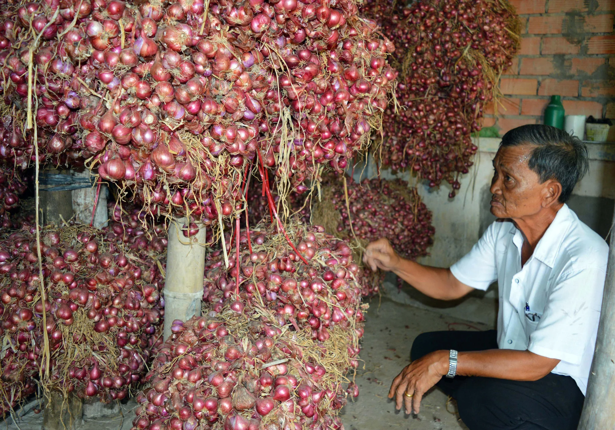 Exporter Vietnam Good Quality Round Purple Onion// NEW crop Red Onion fresh Vegetables fresh onion wholesale sale fresh onions