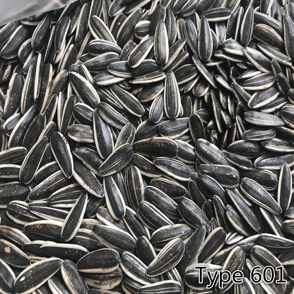 T6 190-200 200-210 210-220 new crop sunflower seeds best price and quality seeds from China Inner Mongolia