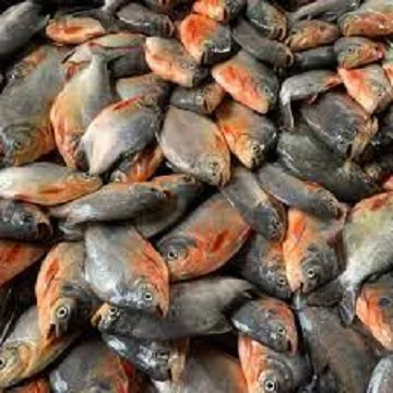 Fresh Frozen IQF Red Pacu Pomfret Rouge Frozen Red Pomfret Fish For Sale