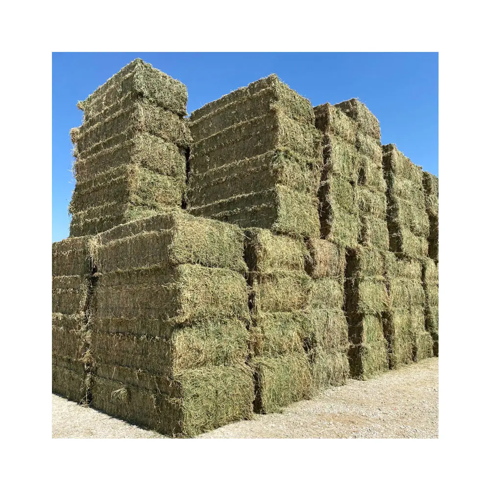 Wholesale Premium  dried Timothy Hay sheep Animal Feed cubes sudan spain price per ton Alfalfa Hay bales for sale