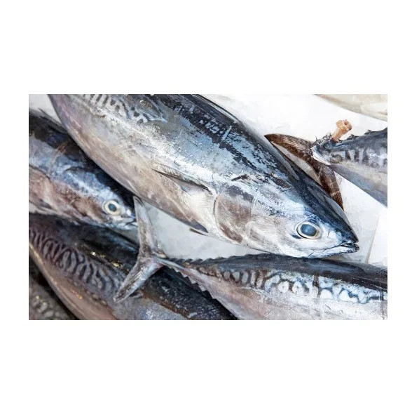 Cheap Price Supplier From Germany IQF belted bonito/striped tuna frozen bonito fish size 1-2kg At Wholesale Price