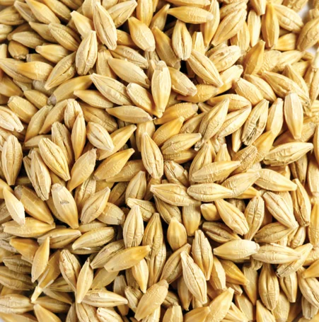 Barley Grains Premium Barley Seeds/Animal feed barley/bulk barley grains Ready For Export!!