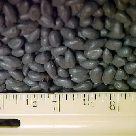 Wholesale Bulk Supply Cotton Seeds